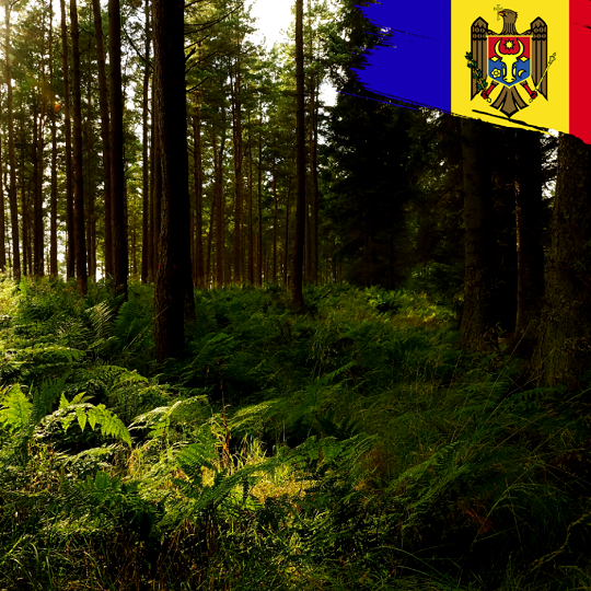 Sustainable forest management in Moldova